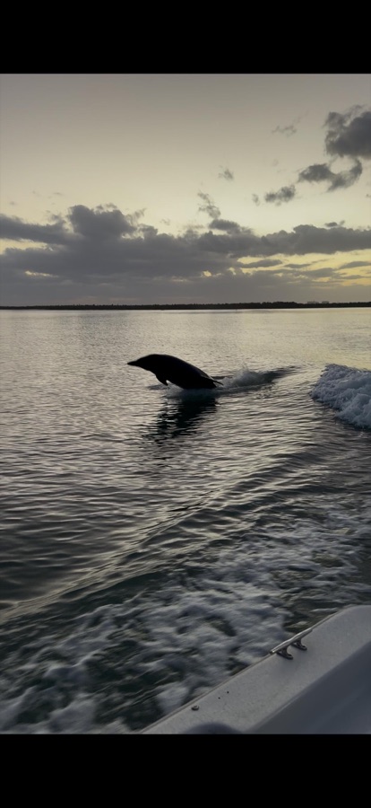 A wild dolphin surfacing in the wake of a Sand Dollar boat at dusk on the water near Naples, Florida