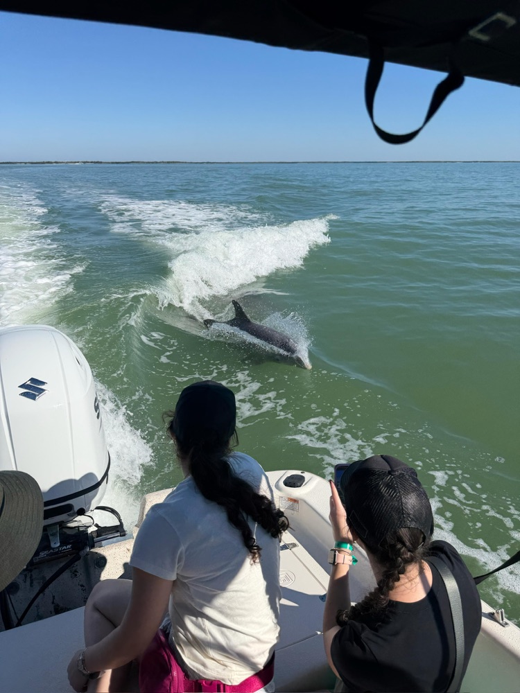 Guests watching wild dolphins from a Sand Dollar boat on the water near Naples, Florida