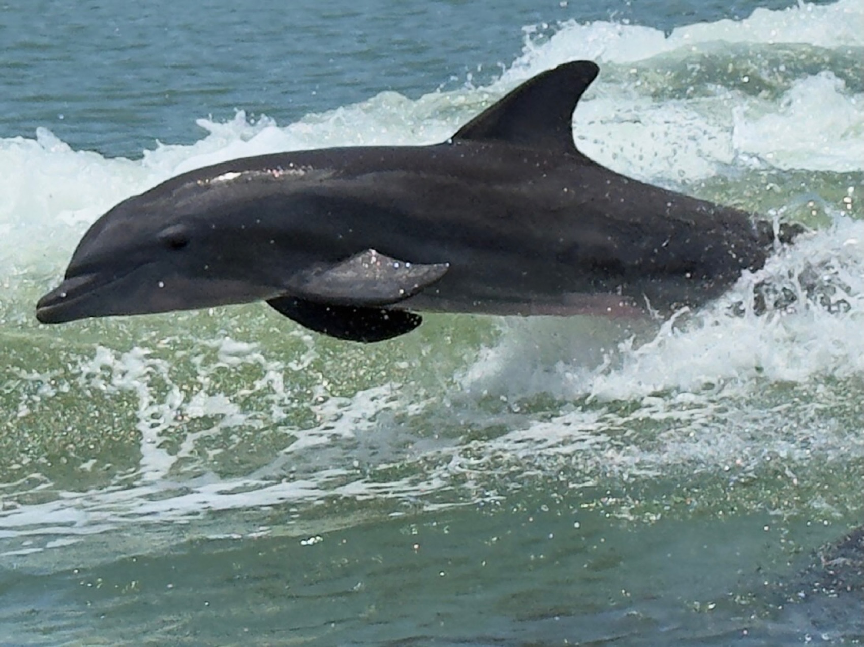 A wild bottlenose dolphin leaping from the boat wake on a Sand Dollar dolphin cruise in Southwest Florida
