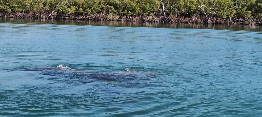 A manatee surfacing in turquoise water near mangroves on a Marco Island wildlife tour