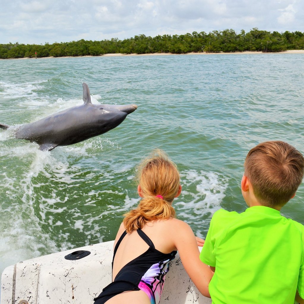 Wild bottlenose dolphins swimming near the boat on a Sand Dollar Marco Island dolphin tour