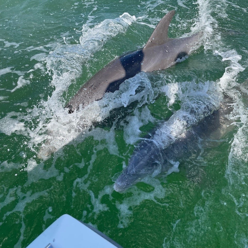 Two wild bottlenose dolphins surfacing in clear green water right alongside a Sand Dollar tour boat near Naples, Florida