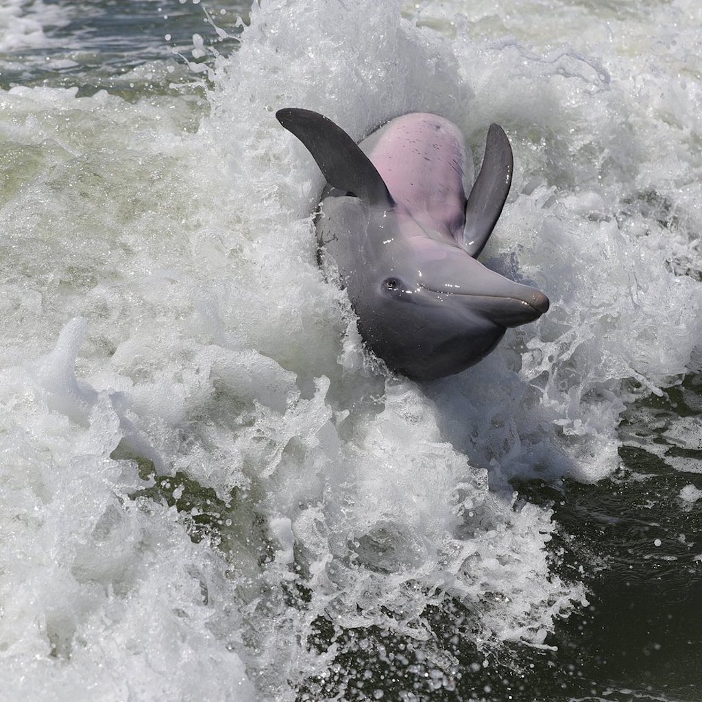 A wild bottlenose dolphin surfacing through white wake spray in the water off Naples, Florida