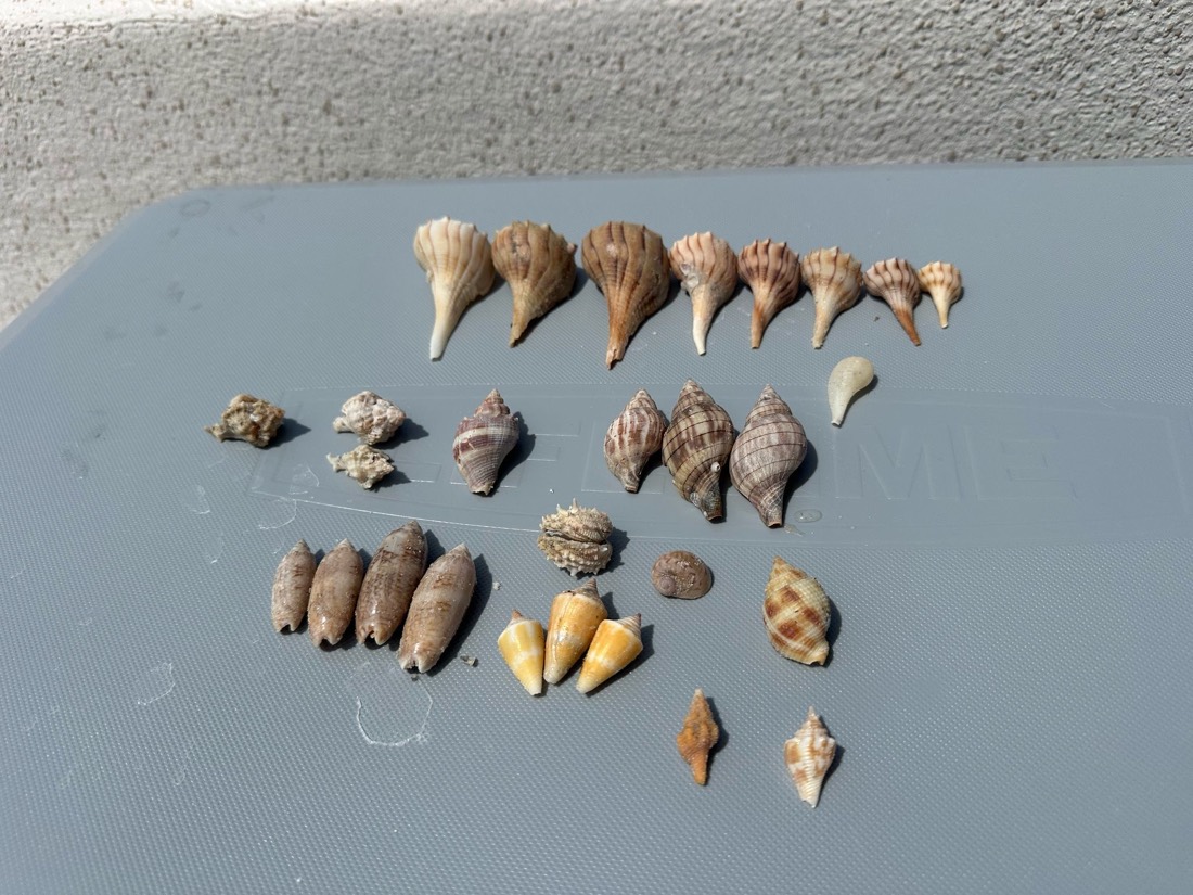 A collection of whelks, conchs and rare shells from a Naples and Marco Island shelling adventure