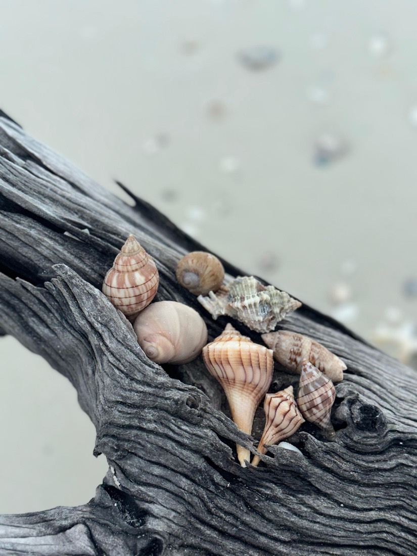 Seashells and driftwood gathered on a Sand Dollar shelling tour near Marco Island, Florida