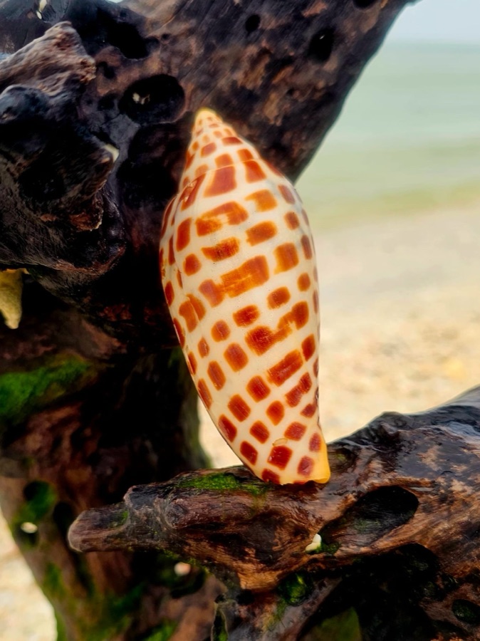 A spotted junonia cone shell, the rare holy grail of Gulf shelling, resting on driftwood on a Marco Island beach