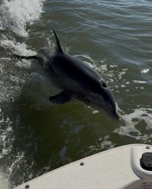 A bottlenose dolphin surfacing near Marco Island, Florida